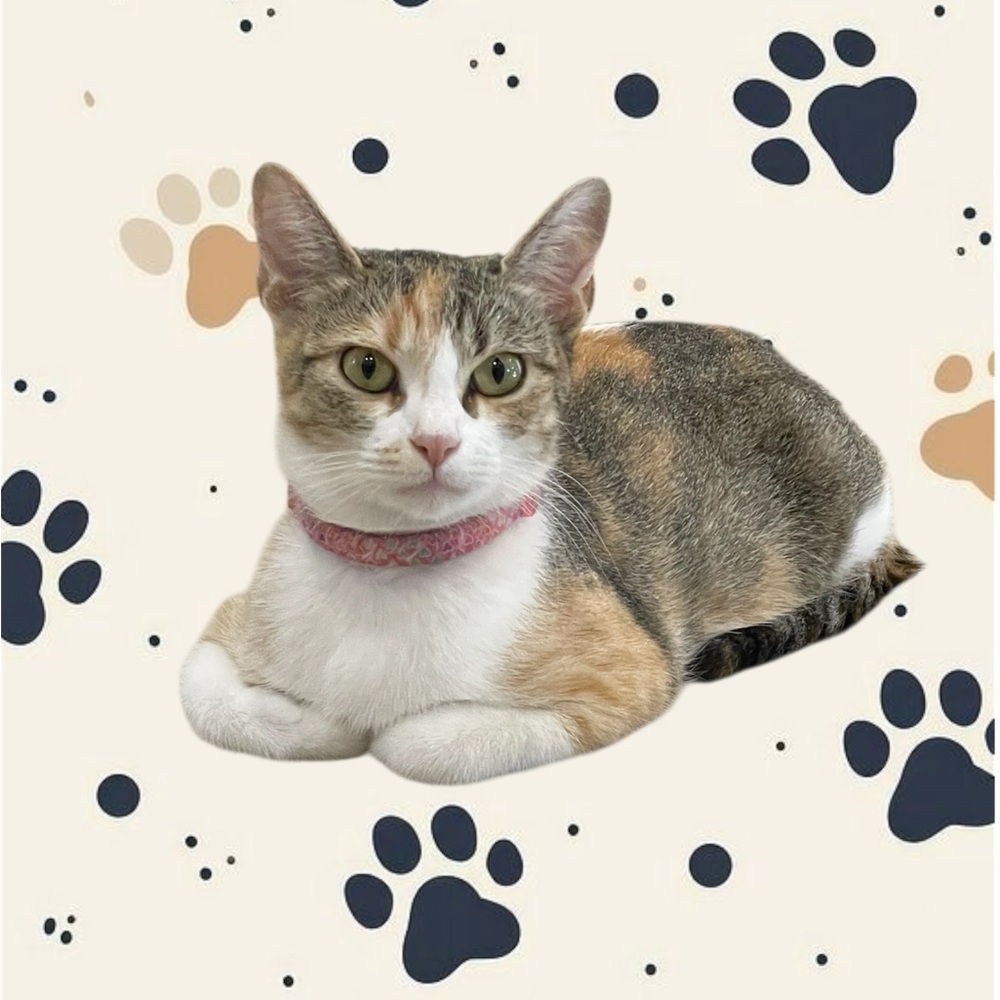 ๐พ๐คMEOW๐ค๐พ - Picture 15 of 16